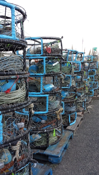 bodega bay crab traps